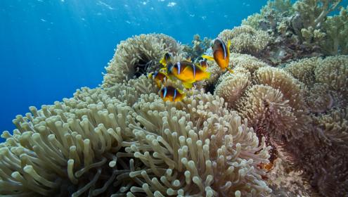 That of coral and clownfish is one of the best known examples of symbiosis in the sea / annaroik.org