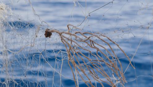 Gorgonians had been trapped in fishing nets / ICM-CSIC.