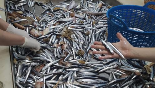 Anchovies and other species during sampling | Elena Lloret-Lloret (ICM-CSIC).