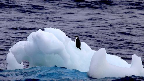 Adelie penguin (Pygoscelis adeliae) on ice floe melting in the drift sighted from the oceanographic vessel BIO Hespérides in 2020. / C. Escutia