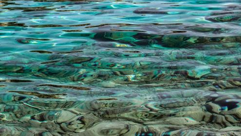 There was a decline in some microbial groups, in particular phytoplankton.