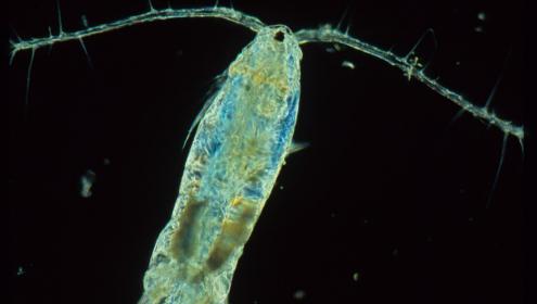Planktonic mixotrophic organisms can obtain nutrition like a plant or like an animal / ICM-CSIC.