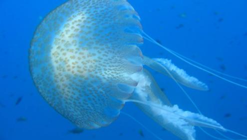 Some jellyfish species feed on fish eggs and larvae / ICM-CSIC.