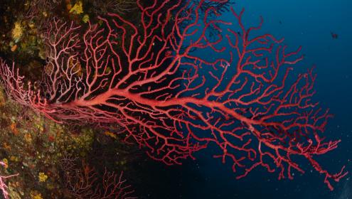 A healthy population of Paramuricea clavata from Scandola MPA. Before the 2003 marine heatwave, all populations of this octocoral species used to be healthy in the area / Medrecover.
