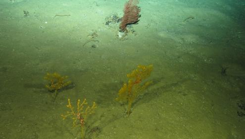 The results of this study confirm that polar regions are key areas of carbon sequestration / © MEDWAVES-IEO-ATLAS project.