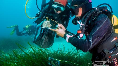 Citizen science has proven successful in many projects in all seas of the world / Toni Riera.