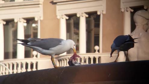 Photograph of two yellow-legged gulls feeding on a pigeon in a fountain in Barcelona. One of them shows one of the green rings used by the research team of this study to identify them.