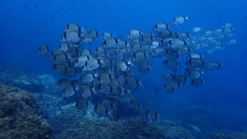 Very little information is available on lesser known and iconic species, such as some invertebrates/ICM-CSIC.