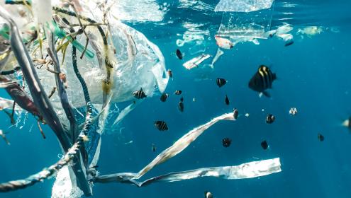 Plastics can act as dispersal vectors, as they provide substrates for some marine organisms to live on / Naja Bertolt Jensen (Unsplash).