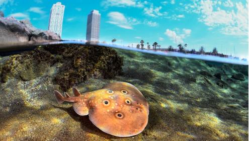 Until now, the Atlas did not have information on the marine biodiversity of Barcelona's beaches / ICM-CSIC.