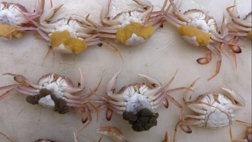 The team focused the study on the harbour crab (Liocarcinus depurator), a decapod crustacean of commercial interest / UB.