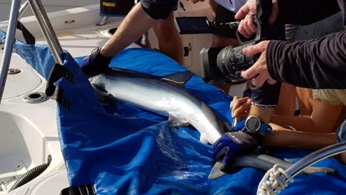 The tags will make it possible to understand the movements of the species and relate them to possible interaction with fisheries/ICM-CSIC.