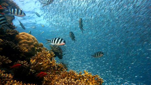 Las regiones coralinas son ejemplos de 'hotspots' de biodiversidad marina, regiones con un elevado número de especies. / Pixabay.