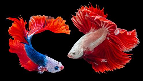 Según el estudio, los genes implicados en los cambios epigenéticos de los peces durante la domesticación son los mismos que en el caso de los humanos / Worachat Sodsri (Unsplash).