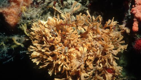 Calcium carbonate in bryozoan skeletons is more soluble in the colder waters of polar regions / David Barnes (British Antarctic Survey).