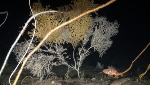 Cold-water corals are classified under the European Union's Habitats Directive as ecosystems of "outstanding ecological value" / Oceana.