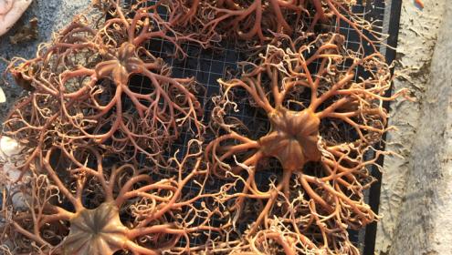 An "unusual" increase of brittle stars in the Cap de Creus is detected
