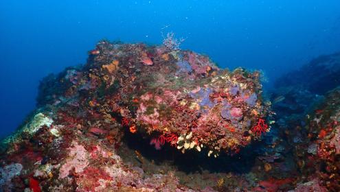 Currently, only 2% of "high seas" areas are protected/Joaquim Garrabou (ICM-CSIC).