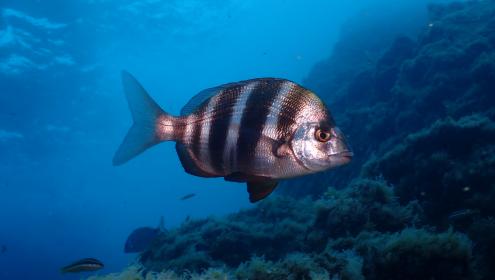 Although fish have been swimming in the sea for hundreds of millions of years, this has not always been the case / Joaquim Garrabou (ICM-CSIC).