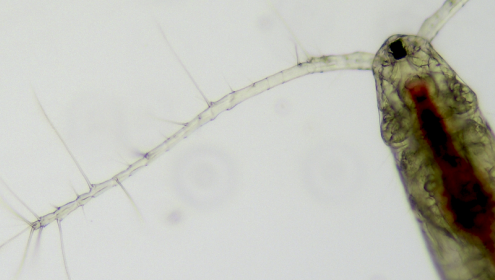 The physiological response of copepods to warming is attenuated over generations / Carlos de Juan (ICM-CSIC).