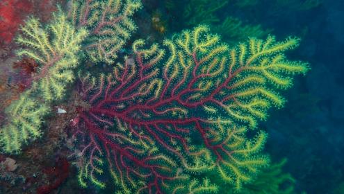 Gorgonians are a natural refuge for other species / MedRecover.