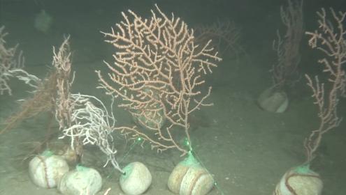 It is estimated that more than 90% of the seabed between 50 and 800 metres deep shows signs of degradation in the project area along the Barcelona and Girona coastline / LIFE ECOREST.
