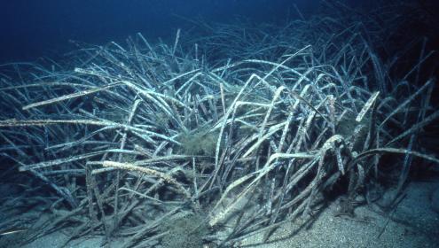 The good results of restoration programmes depend on the implication of all marine users / ICM-CSIC.