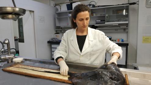 Anabel is an expert in sharks and rays and co-founder of Catsharks / ICM-CSIC.