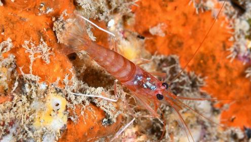 ANERIS and OCEAN CITIZEN represent large consortia that aim to coordinate and apply holistic approaches to the restoration and adaptation of marine ecosystems / Xavier Salvador (ICM-CSIC).