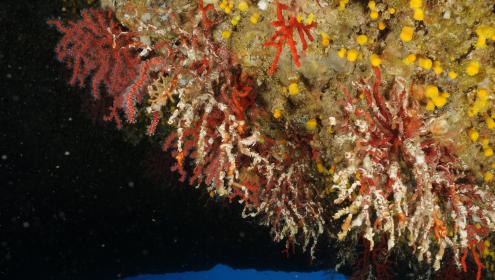 Marine heat waves associated with this crisis have caused and are causing massive mortality events throughout the basin / Joaquim Garrabou (ICM-CSIC).