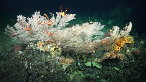 Multiple species of deep-water corals were observed during the survey, key information for the management of the Eastern Tropical Pacific/SHOI marine corridor.