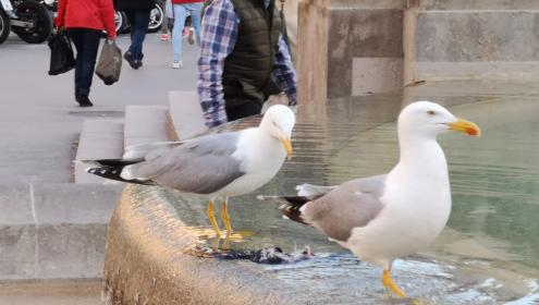 Researchers studied the movements of captured seagulls using GPS devices / ICM-CSIC.