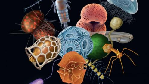 The project seeks to give visibility to ocean microorganisms and bring marine science closer to the educational world / Mikel Graphic Science.