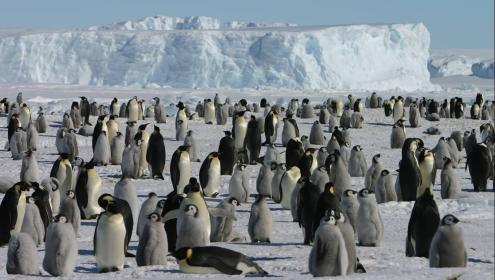 Penguins provide large-scale information on the state of ocean pollution / AWI.
