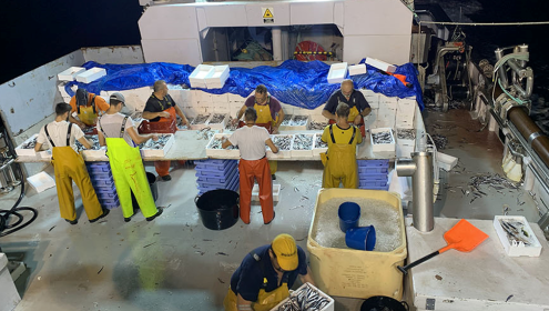 Pesca de cèrcol