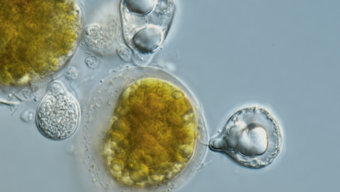 Aquatic fungi make an important contribution to the proper functioning and stability of ecosystems / Alan Fernandez.