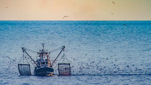 The report provides global projections that indicate a steady decline in ocean biomass towards the end of the 21st century / iStock.