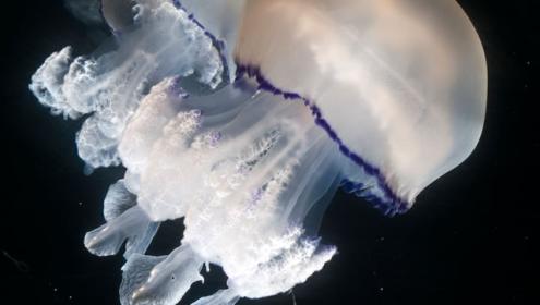 The barrel jellyfish (Rhizostoma pulmo) is one of the most abundant species in the Spanish Mediterranean / Eduardo Obis.