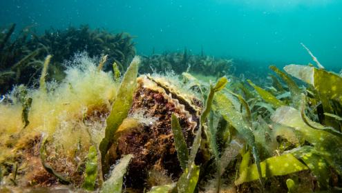 Overfishing and intense exploitation have led to the rapid disappearance of oyster reefs from European coasts / Sebastián Hernandis.