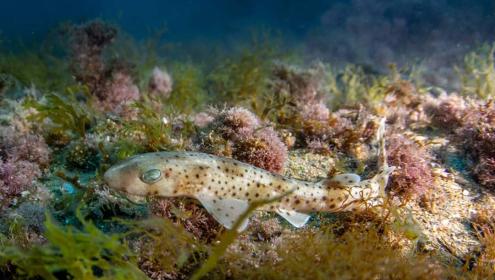 This is the first study to document this behavioural shift in small-spotted catsharks