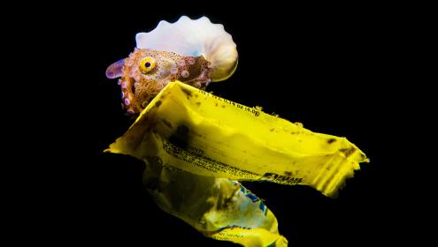 Results confirm that argonauts have adapted to the use of plastic waste as substrate / Harris Narainen.