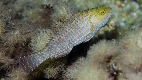 The Canary parrotfish (Sparisoma cretense) is native to the Atlantic / Jose Manuel Moral Astals CC-BY-NC.