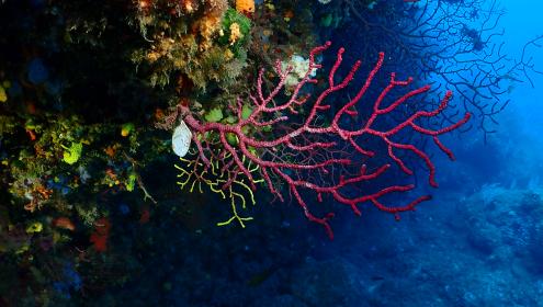 To carry out the study, the research team collected samples of red gorgonians from different populations in the Medes Islands (Girona) / Joaquim Garrabou.