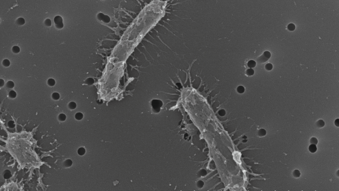 Five out of the new species have been named after female microbiologists / Xavier Rey (ICM-CSIC).
