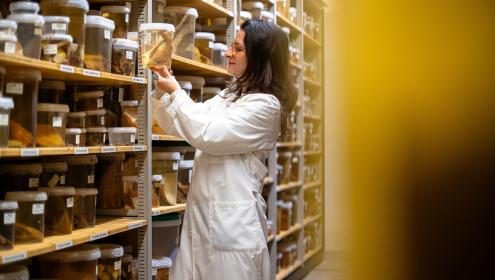 These collections play a fundamental role in understanding the biodiversity, distribution, evolution and ecology of marine biodiversity / ICM-CSIC.
