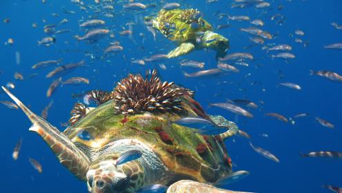 Although its initial action is focused on the Mediterranean, LIFE OASIS is designed to be replicated in other regions of the world / Alnitak-Fayos.