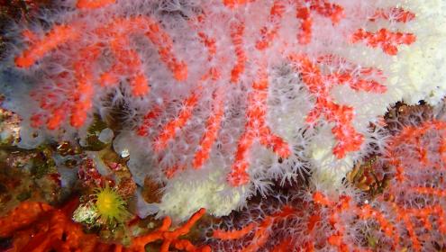 On a global scale, restoration actions in the marine environment are still at an early stage / MedRecover Research Group.
