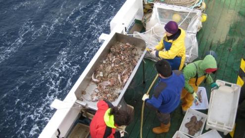 Research shows an increase in the relative contribution of warm-water species and a decrease in cold-water species / Marta Coll (ICM-CSIC).
