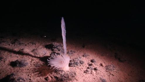 Hard substrate provided by nodules is essential for many species of invertebrates to grow on abyssal depths. In the picture, an anemone and a glassy sponge that only live in nodules / Project SMARTEX (NERC).
