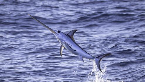 The research represents a significant advance in the understanding of the trophic ecology of large pelagics / David Jara.